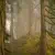 forest-7406241 1280